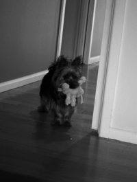 Photo of doggy greyscale