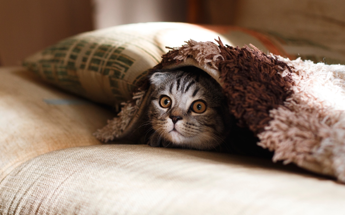 grey-cat-poking-head-out-from-under-blanket