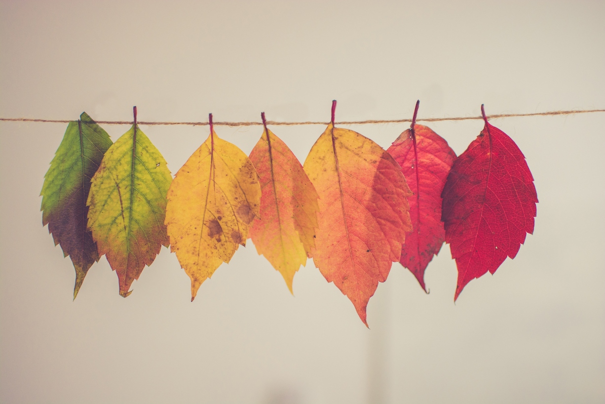 leaves-on-clothes-line-from-green-to-red