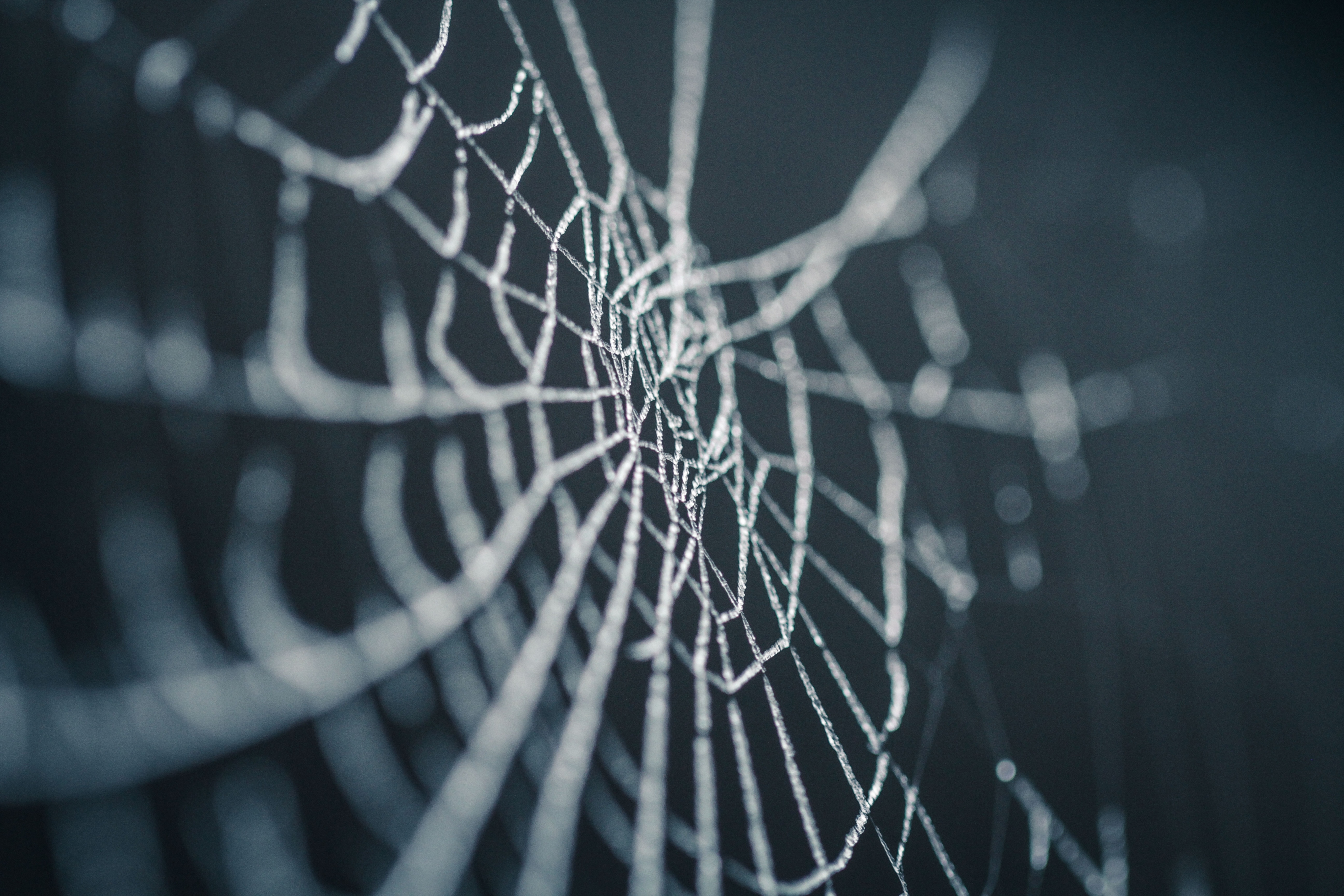 spider-web-in-rain