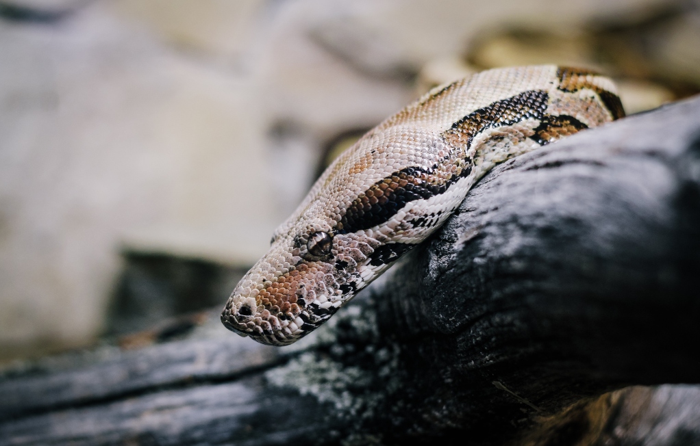 Python String Format Examples: Substitution Concatenation and More